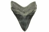 Fossil Megalodon Tooth - South Carolina #365802-2
